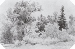 Rand van het bos Rand van het bos