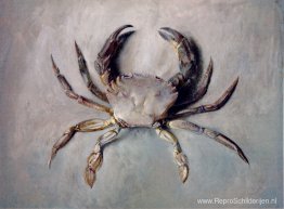 Fluwelen Krab Fluwelen Krab