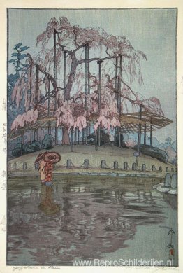 Yozakura in de regen Yozakura in de regen