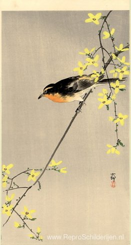 Oranjeborstvogel Oranjeborstvogel