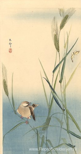 Zangvogel op gerstengel Zangvogel op gerstengel