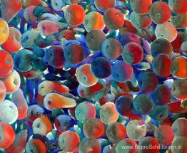 onbekende titel onbekende titel