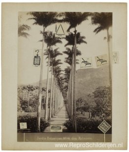 Botanische tuin, allée des palmiers Botanische tuin, allée des palmiers