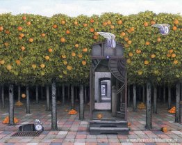 Sinaasappelboomgaard Sinaasappelboomgaard