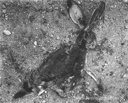 Jack Konijn Jack Konijn