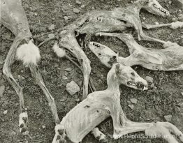 Coyotes Coyotes