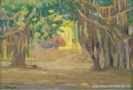 Bomen in Caïro Bomen in Caïro