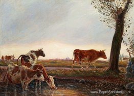 Koeien gaan 's avonds huiswaarts Koeien gaan 's avonds huiswaarts