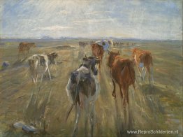 Lange schaduwen. Vee op het eiland Saltholm Lange schaduwen. Vee op het eiland Saltholm