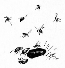 Insecten Insecten