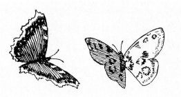 Vlinders Vlinders
