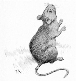 Muis Muis