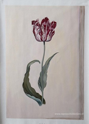 Tulp