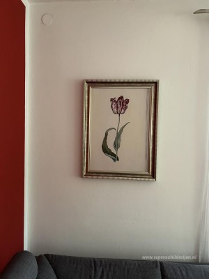 Tulp