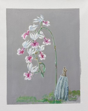 Witte Orchideeën