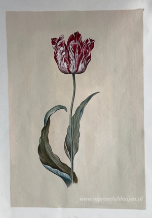 Tulp