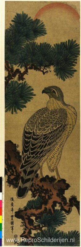 Kachoga. Valk op een dennentak, opkomende zon erboven Kachoga. Valk op een dennentak, opkomende zon erboven