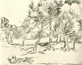 Een groep pijnbomen Een groep pijnbomen