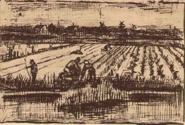 Aardappel veld Aardappel veld